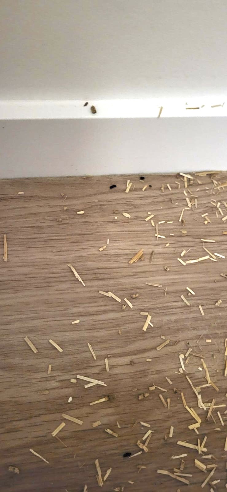 Trekt biobased isolatie muizen aan?